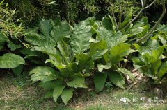 密林丛花烛Anthurium ‘Jungle Bush’