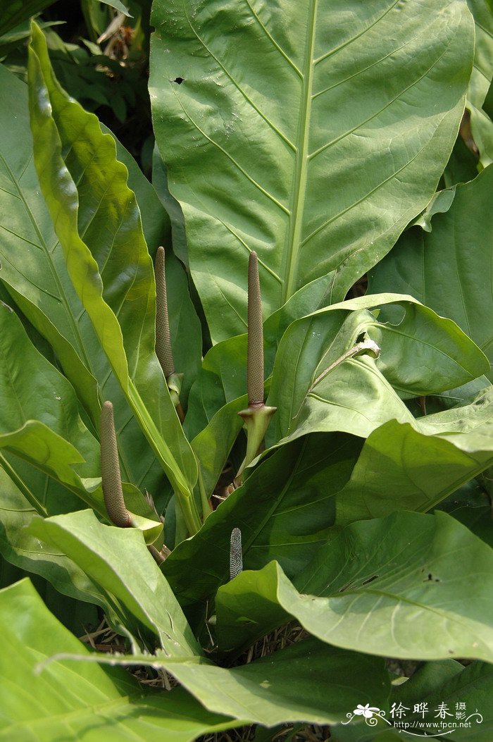 密林丛花烛Anthurium ‘Jungle Bush’