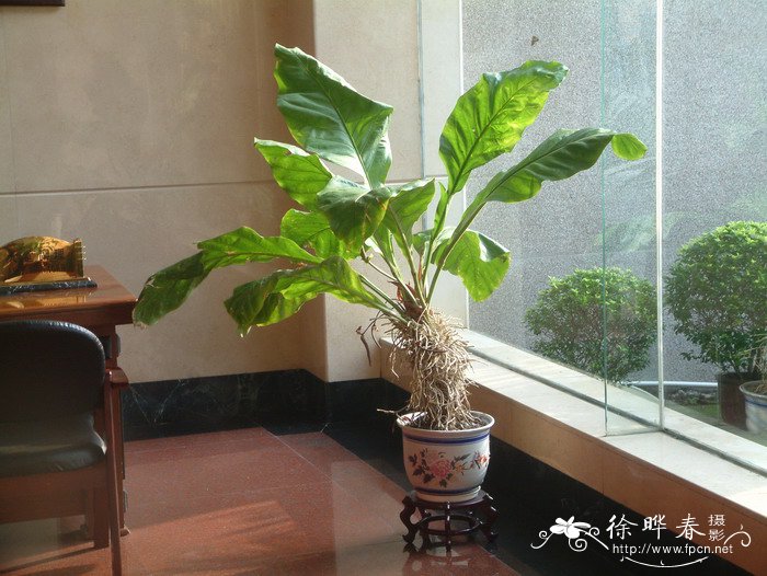 密林丛花烛Anthurium ‘Jungle Bush’