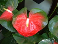 红掌Anthurium andraeanum