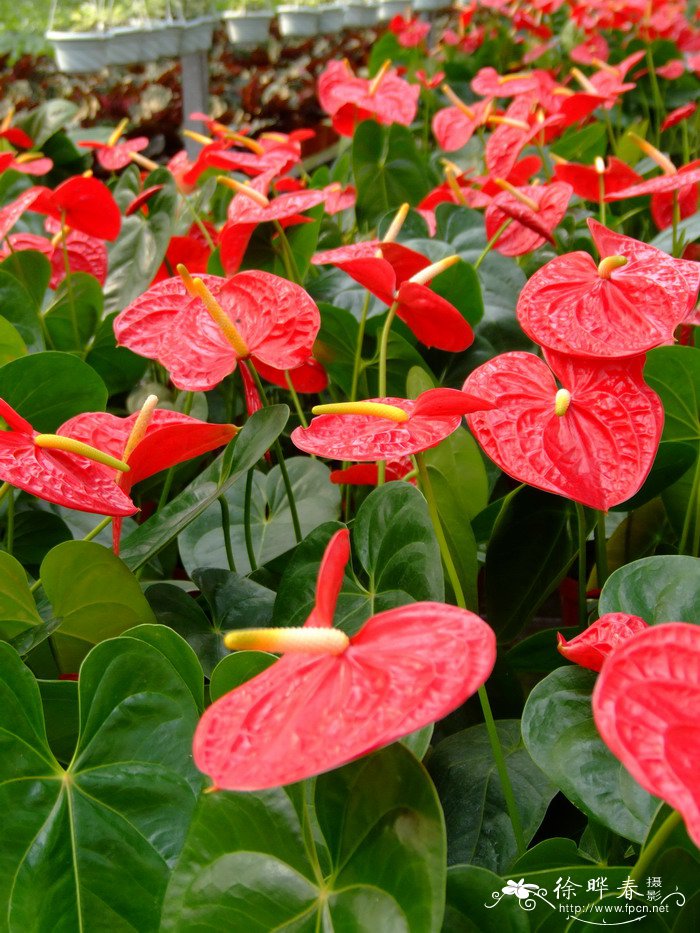 红掌Anthurium andraeanum