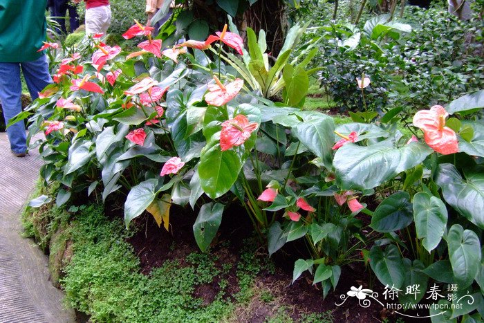 红掌Anthurium andraeanum