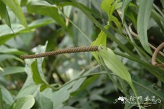 掌裂花烛Anthurium pedatoradiatum