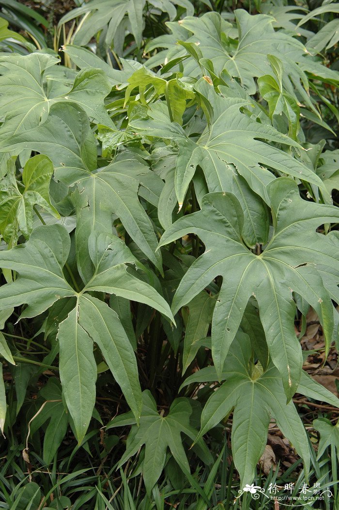 掌裂花烛Anthurium pedatoradiatum