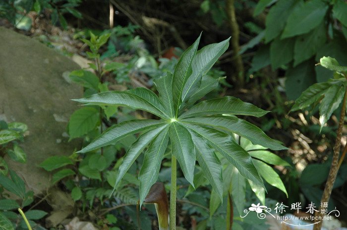 一把伞南星Arisaema erubescens