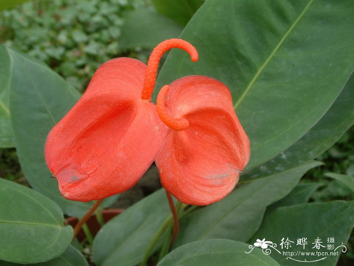 火鹤Anthurium scherzerianum