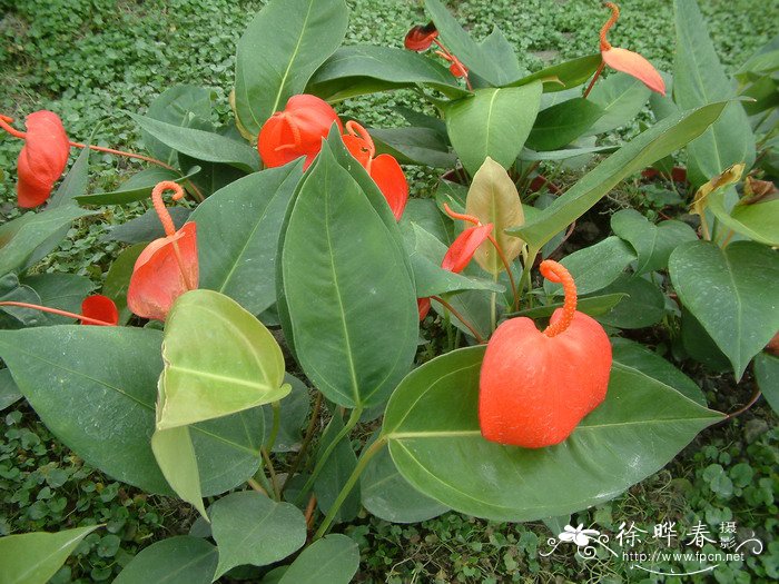 火鹤Anthurium scherzerianum