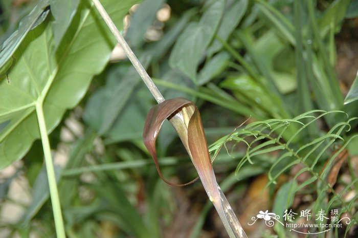 一把伞南星Arisaema erubescens