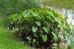 紫芋Colocasia tonoimo