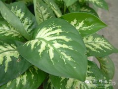 花叶万年青Dieffenbachia picta