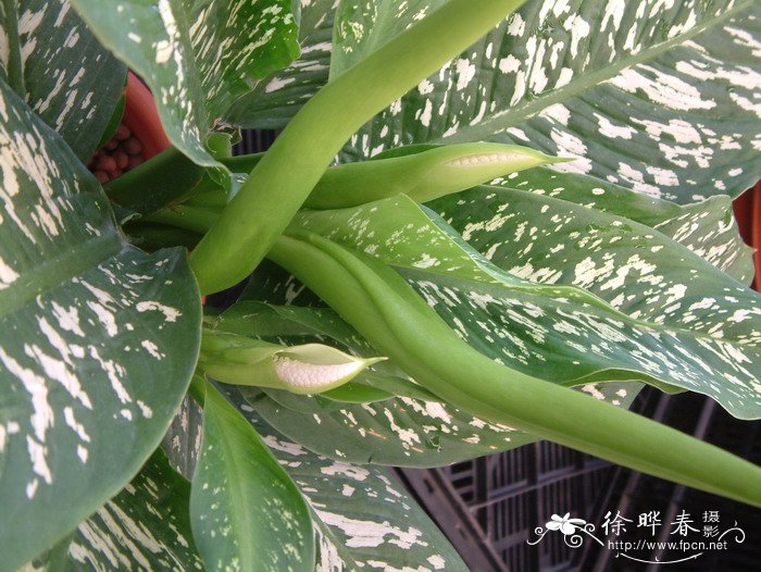 花叶万年青Dieffenbachia picta