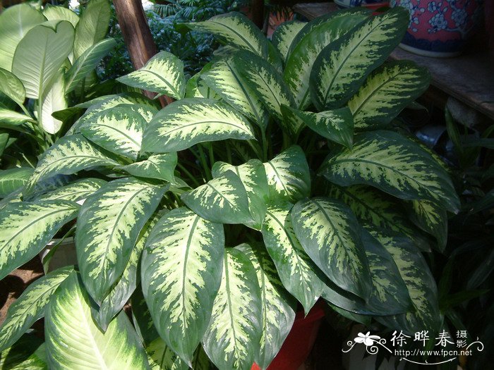 花叶万年青Dieffenbachia picta