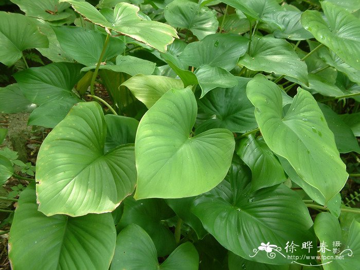 千年健Homalomena occulta