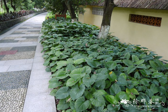 千年健Homalomena occulta