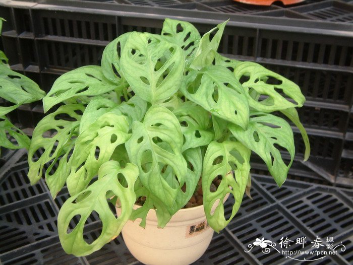 仙洞万年青Monstera obliqua