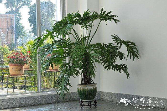 希望蔓绿绒Philodendron ‘Hope’