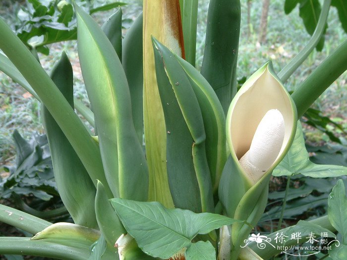 春羽Philodendron selloum