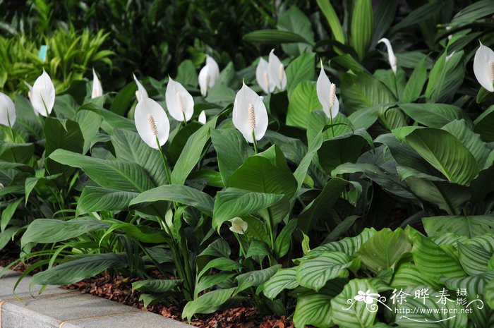 白掌Spathiphyllum kochii 白掌Spathiphyllum kochii