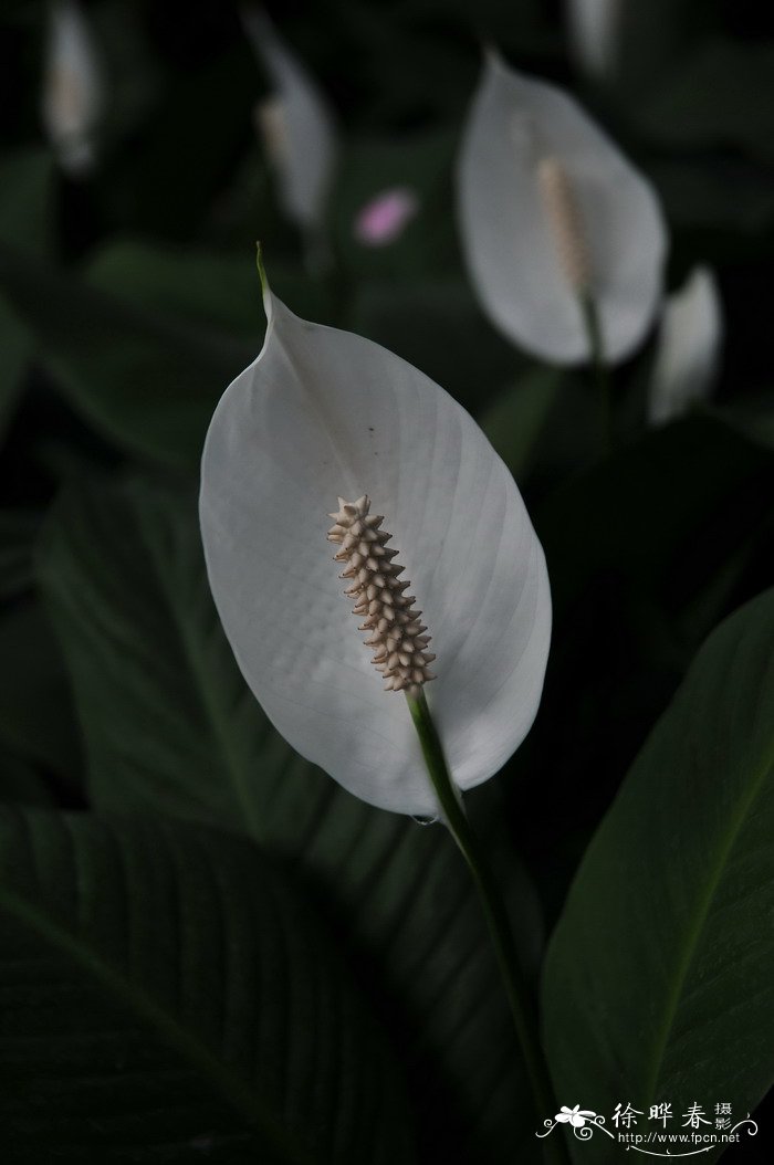 白掌Spathiphyllum kochii 白掌Spathiphyllum kochii