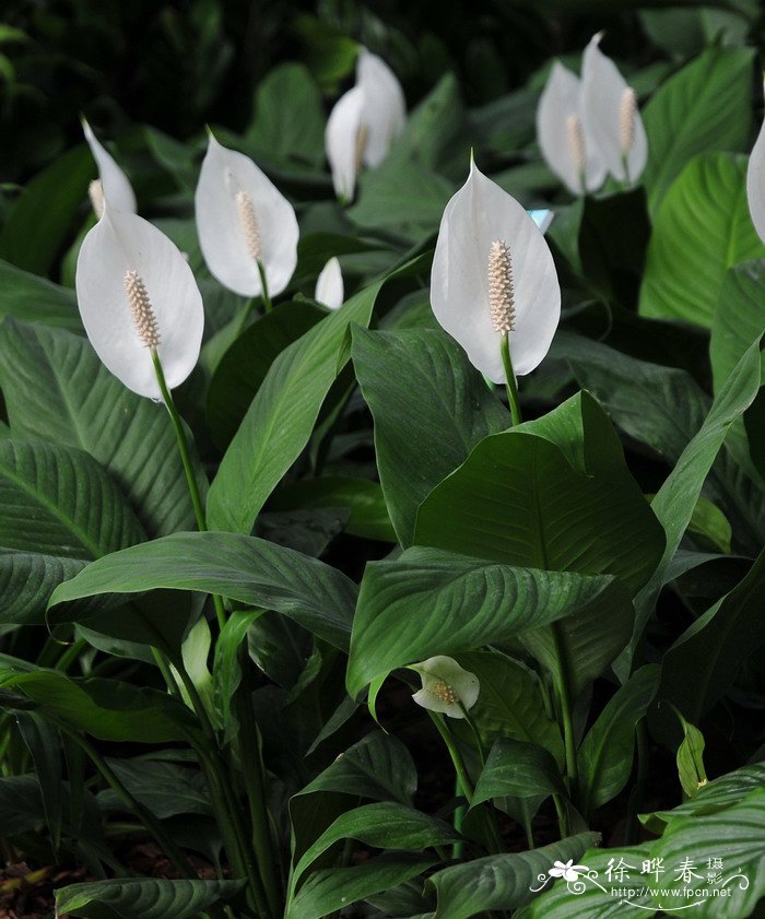 白掌Spathiphyllum kochii 白掌Spathiphyllum kochii