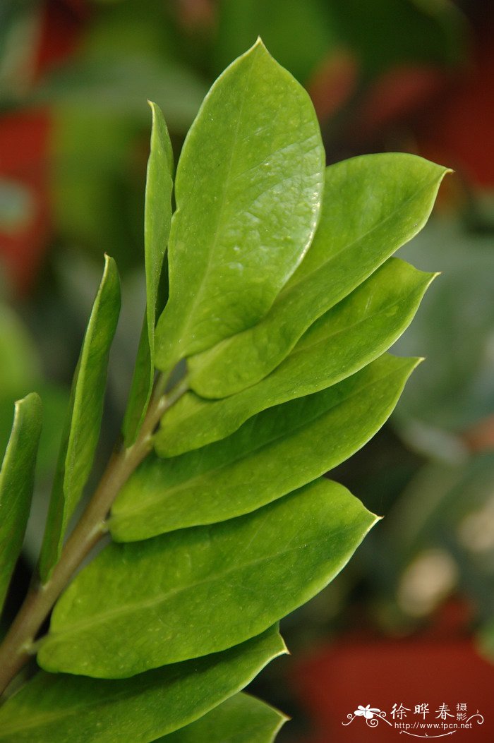 金钱树Zamioculcas zamiifolia
