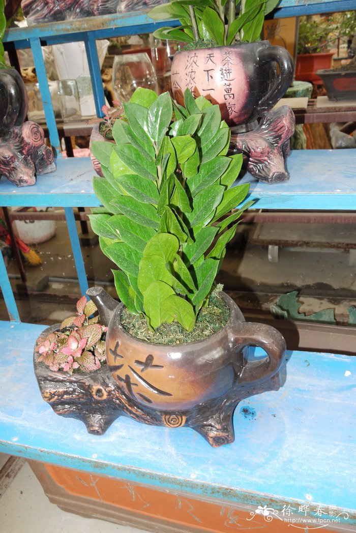 金钱树Zamioculcas zamiifolia