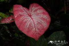 彩叶芋Caladium bicolor