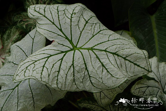 彩叶芋Caladium bicolor
