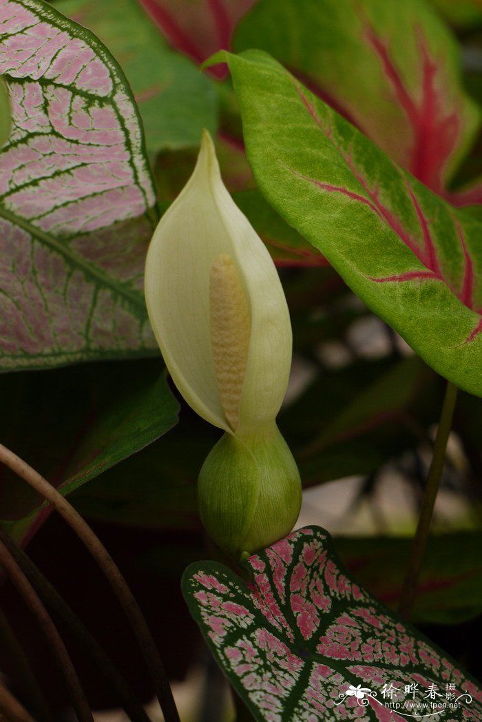 彩叶芋Caladium bicolor