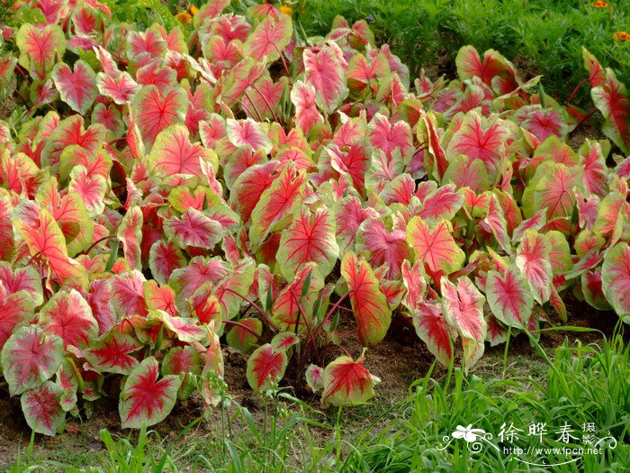 彩叶芋Caladium bicolor