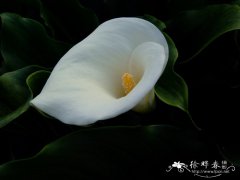 马蹄莲Zantedeschia aethiopica