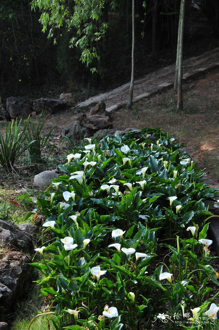 马蹄莲Zantedeschia aethiopica