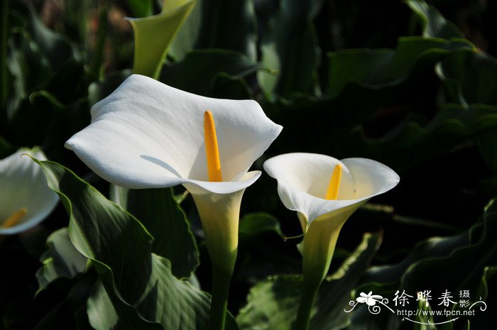 马蹄莲Zantedeschia aethiopica