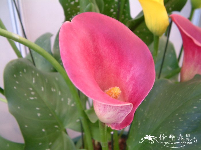 彩色马蹄莲Zantedeschia hybrida