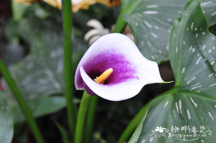 彩色马蹄莲Zantedeschia hybrida