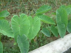芋头Colocasia esculenta