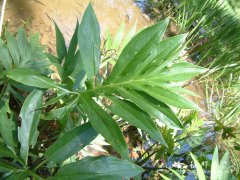 刺芋Lasia spinosa