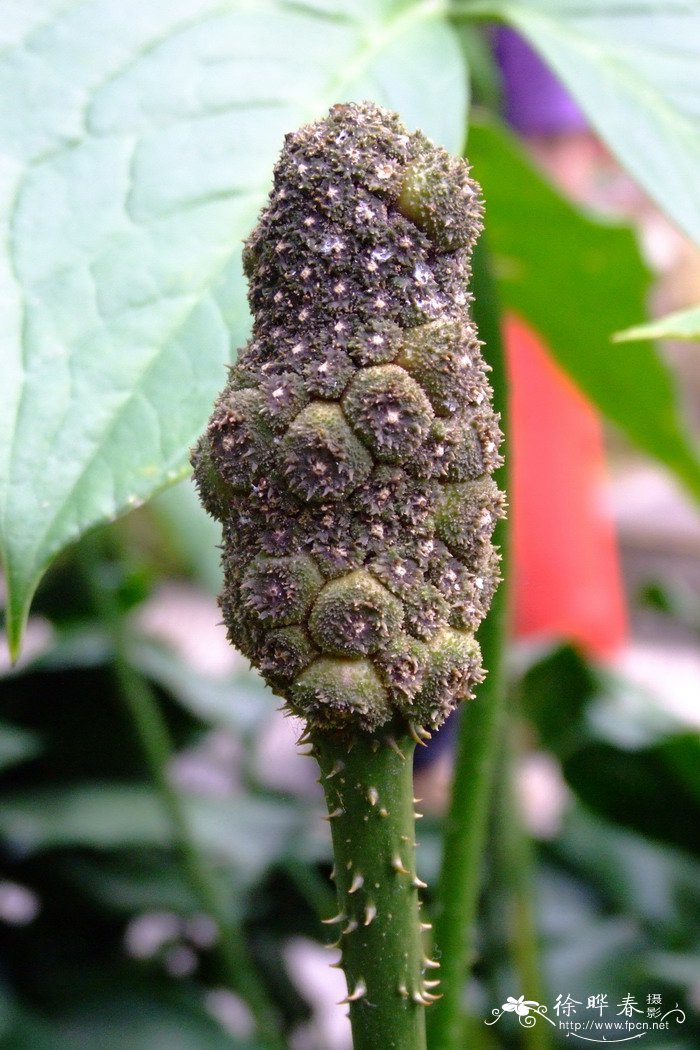 刺芋Lasia spinosa