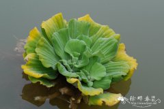 芙蓉莲Pistia stratiotes