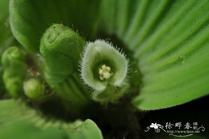 芙蓉莲Pistia stratiotes