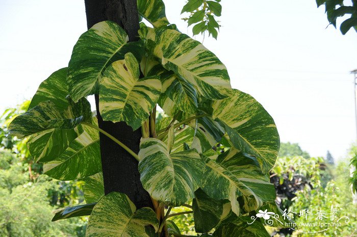 绿萝Epipremnum aureum