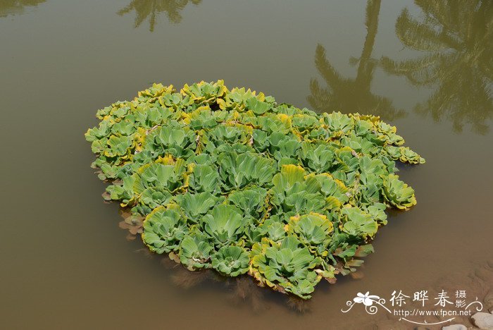 芙蓉莲Pistia stratiotes