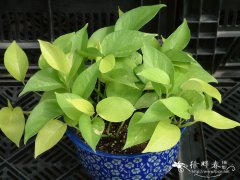 金叶葛Epipremnum aureum ‘AllGold’