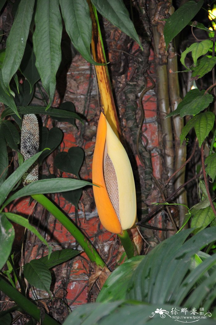 麒麟尾Epipremnum pinnatum