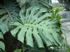 龟背竹Monstera deliciosa