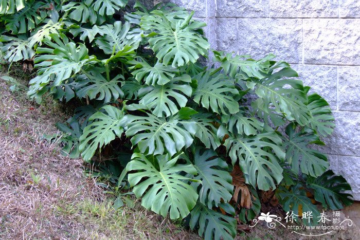 龟背竹Monstera deliciosa