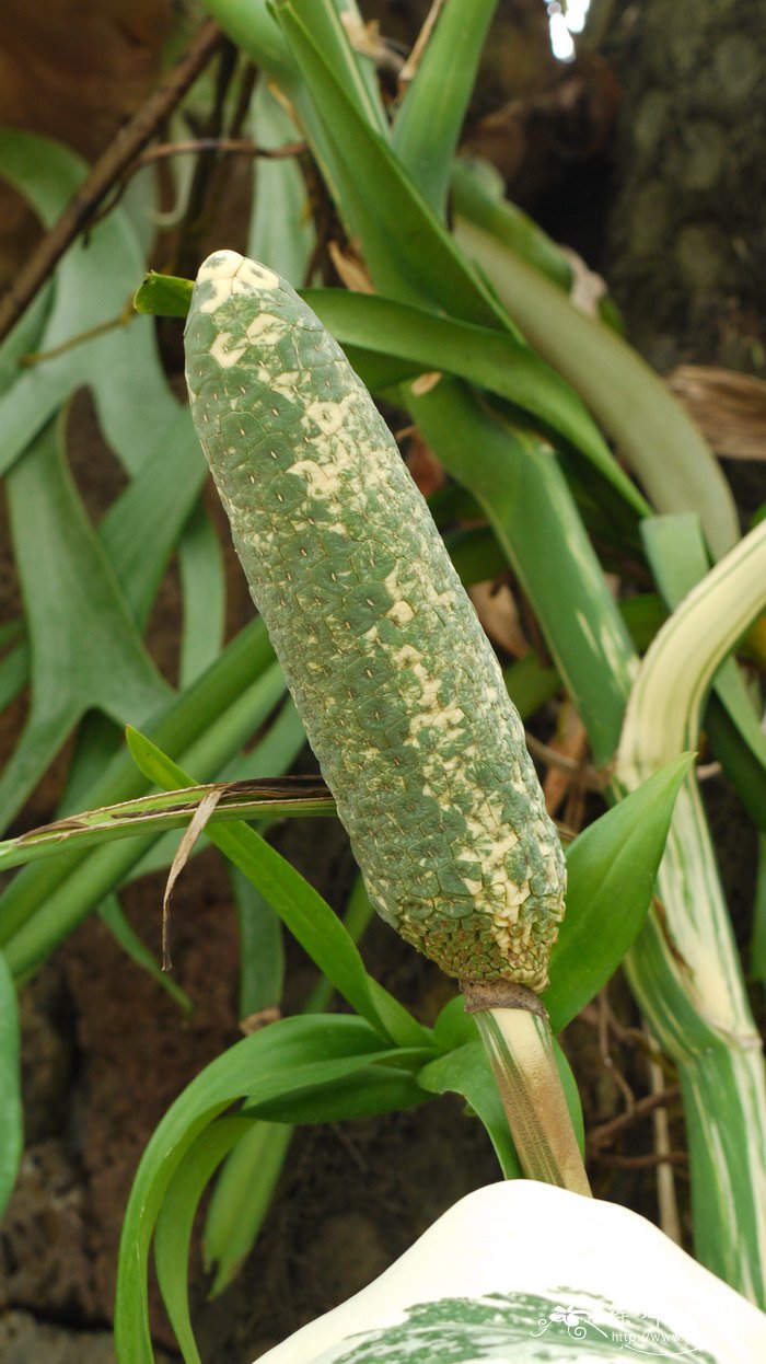 白斑叶龟背竹Monstera deliciosa ‘Albo Variegata’