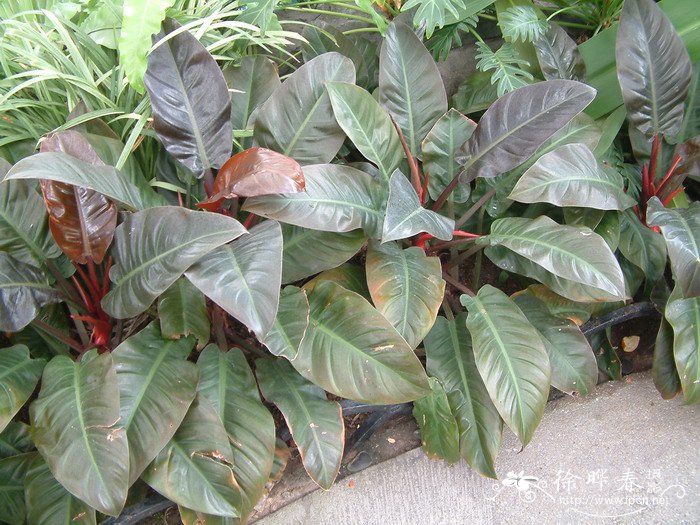 红宝石喜林芋Philodendron erubescens ‘Red Emerald’