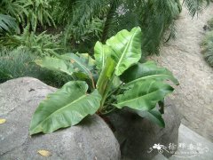 绿帝王喜林芋Philodendron erubescens 'Green Emerald'