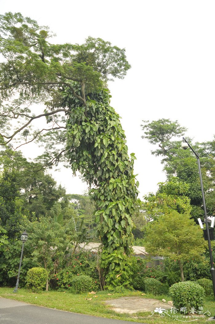 绿帝王喜林芋Philodendron erubescens 'Green Emerald'